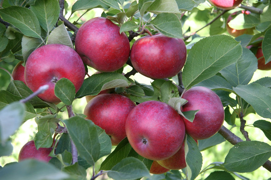 Сорт яблок Лобо в Кромские сады Орловской области