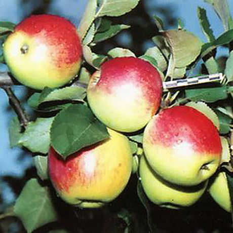 Сорт яблок Орловское полесье в Кромские сады Орловской области