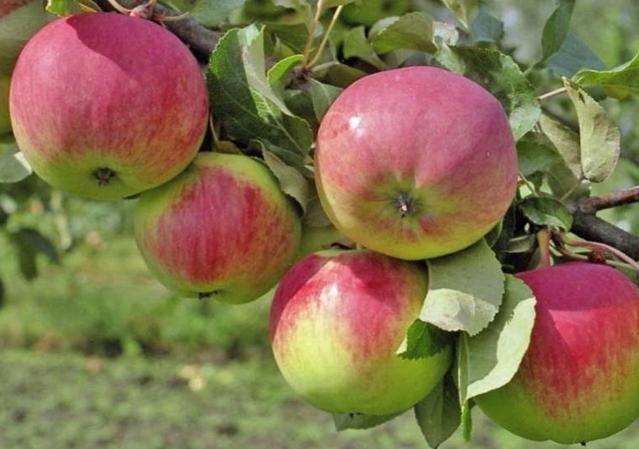Сорт яблок Орловское полесье в Кромские сады Орловской области