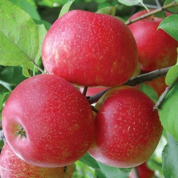 Сорт яблок Хоней крисп в Кромские сады Орловской области