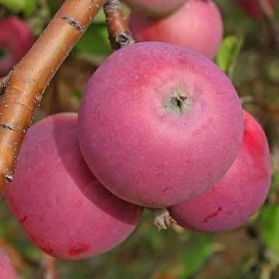 Сорт яблок Рождественское в Кромские сады Орловской области