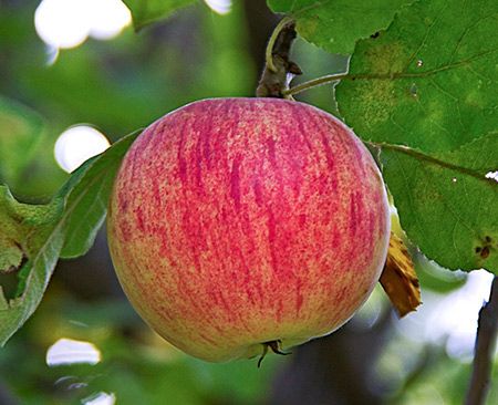 Сорт яблок осеннее полосатое в Кромские сады Орловской области
