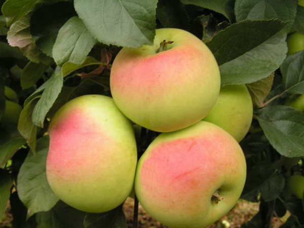 Сорт яблок имрус в Кромские сады Орловской области
