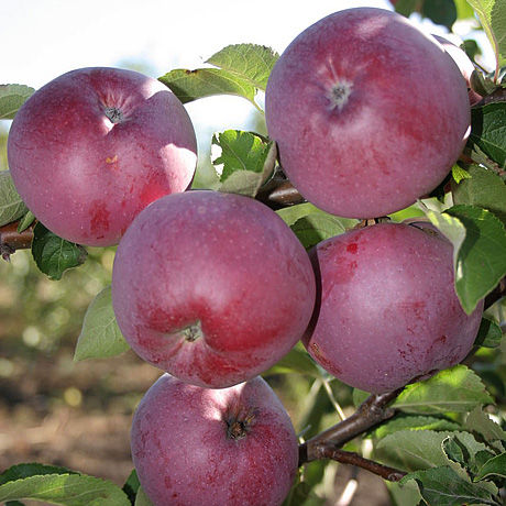 Сорт яблок Спартан в Кромские сады Орловской области