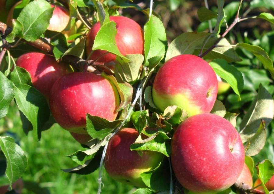 Сорт яблок Уэлси в Кромские сады Орловской области