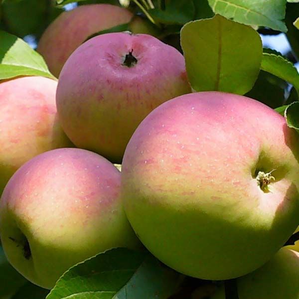 Сорт яблок Ветеран в Кромские сады Орловской области