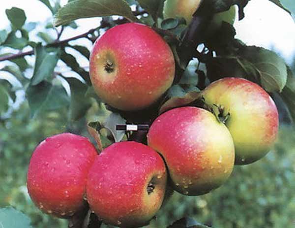 Сорт яблок Память воину в Кромские сады Орловской области