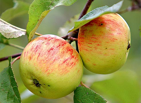 Сорт яблок Коричное полосатое в Кромские сады Орловской области