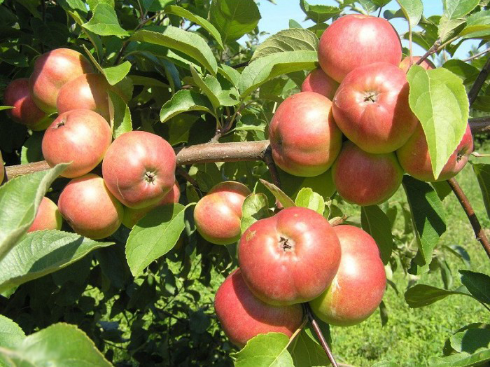 Сорт яблок Белорусское сладкое в Кромские сады Орловской области