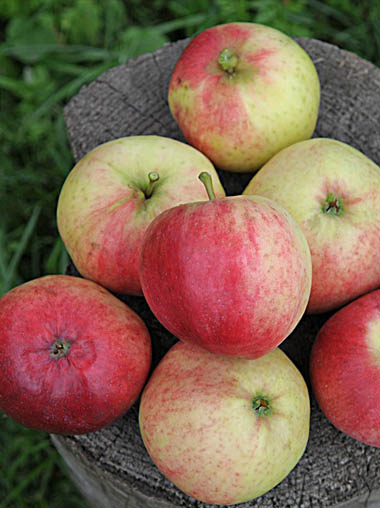 Сорт яблок Афродита в Кромские сады Орловской области