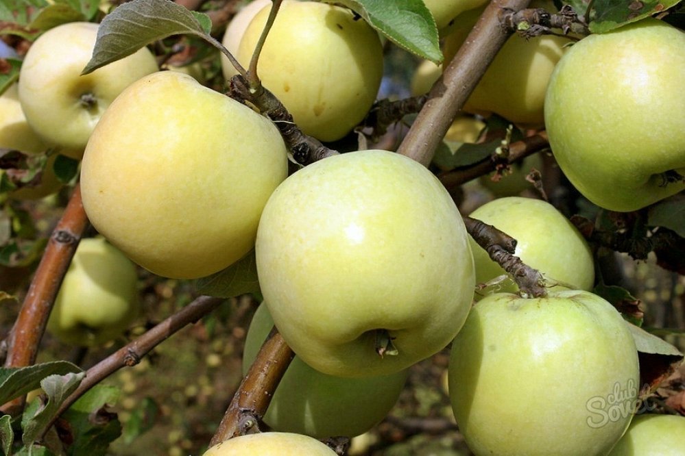 Сорт яблок антоновка в Кромские сады Орловской области