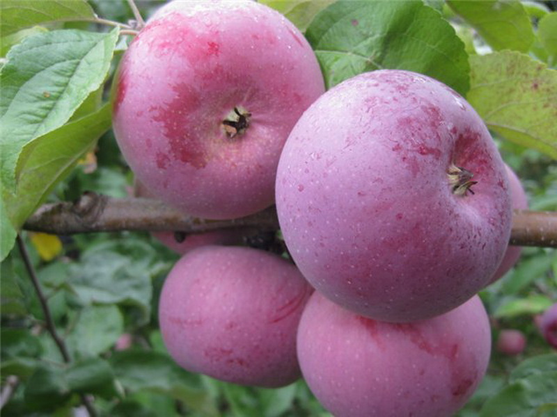 Сорт яблок Алеся в Кромские сады Орловской области