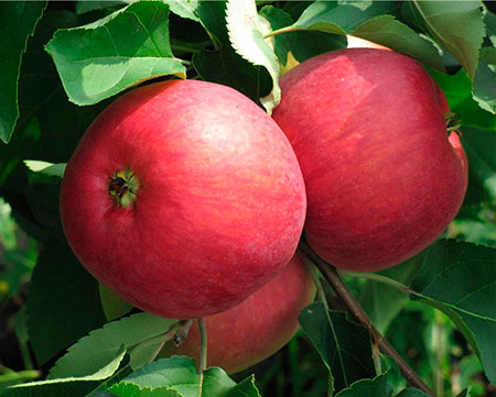 Сорт яблок Жигулевское в Кромские сады Орловской области